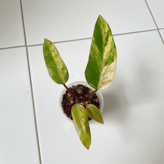 Philodendron Strawberry Shake