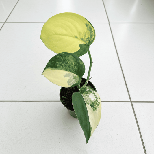 scindapsus jade satin aurea variegated pothos plant in a pot on a tiled floor