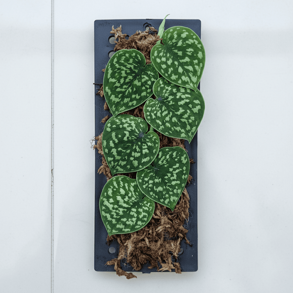 Rare Scindapsus sp. 'Snake Scale' - Exotic Textured Aroid