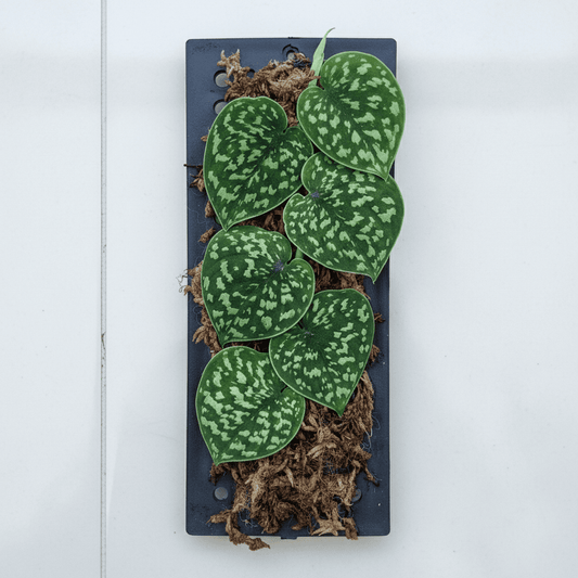 Rare Scindapsus sp. 'Snake Scale' - Exotic Textured Aroid