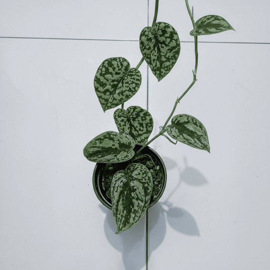 scindapsus pictus tricolor Potted plant with heart-shaped leaves on a white tiled wall