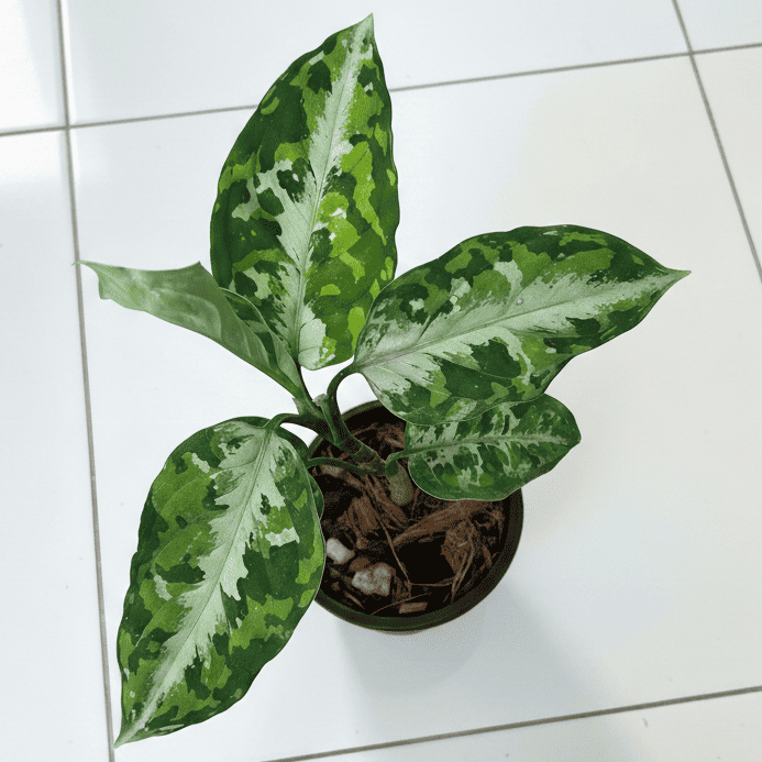 aglaonema pictum tricolor