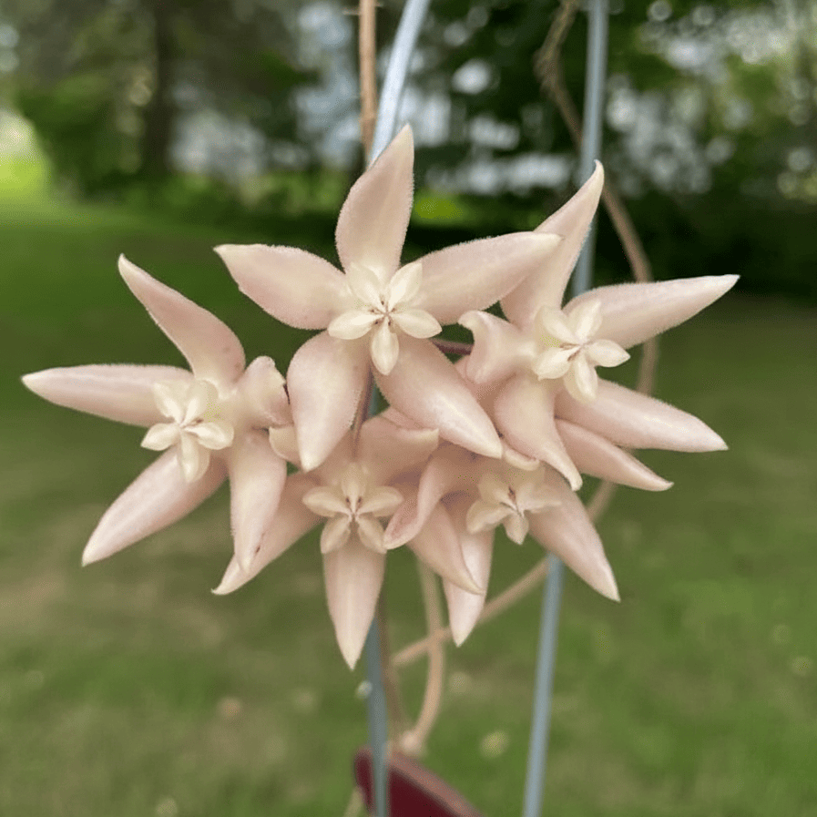 hoya undulata flower