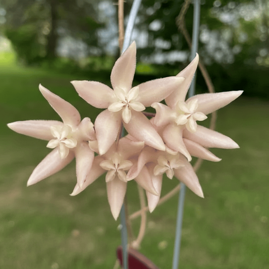 hoya undulata flower